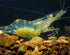 Generic Live Freshwater Ghost Shrimp & Small Crayfish Combo Feeder Shrimp, Live Crawfish, Aquarium Algae Cleaners