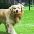AUSCAT Dog Chew Squeaky Toy Ball, Rugby Shape Rubber Chew Ball with Squeaker for Fetch Game and Outdoor Play