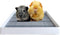 PODOO Rabbit Litter Box Training Potty Tray for Guinea Pig & Small