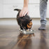 4 Pcs Stainless Steel Cat Bowls, 7.1 Inches Metal Cat Food Bowls, Whisker Fatigue Shallow Dish, Elevated Food Bowls for