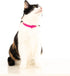 Breakaway Cat Collar, Soft Lightweight Safety Buckle Collar with Name Tag Ring, Pink