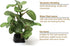 2 Piece Realistic Faux Silk Aquarium Ficus Tree, Small Betta Fish Tank Grass Fake Plastic Decorations