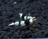 1/4 1/2 Inch (5 Count) Crystal Black S Grade Live Freshwater Aquarium Shrimp - to Long