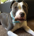 Premium Deer Antler Pieces - Dog Chews, Antlers by The Pound, One Pound, 6 Inches or Longer