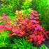 Generic 15 Red Ludwigia Repens Leaf Live Aquarium Plants Stem Bunch for Planting
