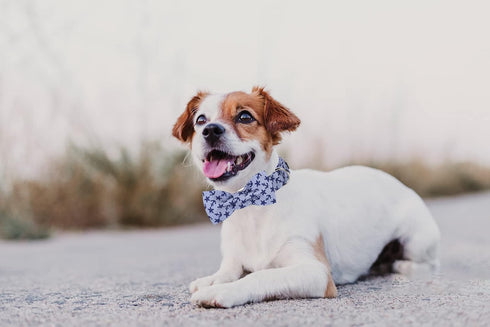 Lionet Paws Dog Collar with Bowtie, Adjustable Comfortable Summer Collar for Small to Large Dogs