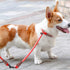 MayPaw Slip Collar, Nylon Rope Choke Collar for Dog Training, No Pull Round Martingale for Small Medium Large Dogs