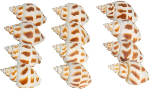 12 3/4"- 2" Hermit Crab Shells | Turbo Shells | Babylonia Aerolata Turbo Shells | Hermit Crab House for Dcor | Plus