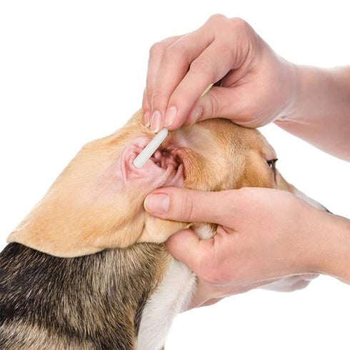 200 Pcs 6 Inch Long Cotton Swabs for Medium and Large Pets Ears Cleaning or Makeup