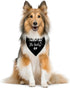 I Thought I was The Baby Dog Bandana, Dog Bandana, Dog Scarf Accessories, Dog Triangle Scarf, Dog Bandana for Small Medium Large Dog, Pregnancy Announcement Dog Bandana, Dog Bandana Pet Scarf (B40)