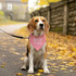 ZPPRJF Big Sister Dog Bandana, Pink Pet Dog Scarf Accessories, Pet Triangle Scarf for Small Medium Dogs, Baby