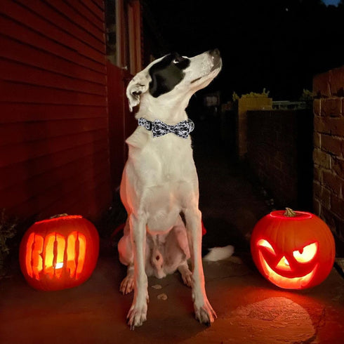 Halloween Dog Bow Tie Collar 2 Pack, Quick Release Spooky Collars for Medium Size Dogs