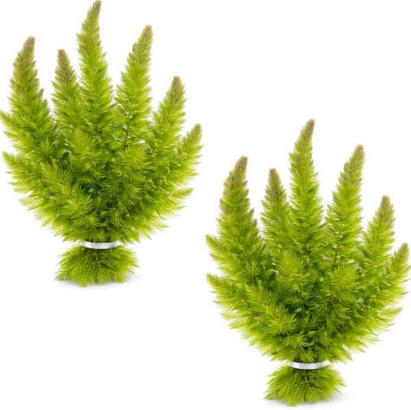 Swimming Creatures Live Aquarium Plants (2 Large Bunch Hornwort)