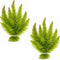 Swimming Creatures Live Aquarium Plants (2 Large Bunch Hornwort)