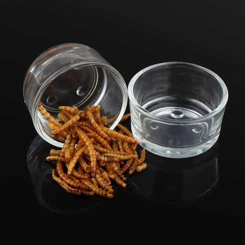 6 Pcs Glass Reptile Feeding Bowl, Food Basin Tray Container, Water Dish Cup for Small Reptiles