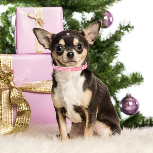 Puppy Collar and Leash with Bling Diamond, Sparkly Rhinestone Glitter Jewel Collars for XXS XS Small Medium Female