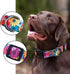 Rhea Rose Dog Collar for Small Dogs, Floral Pattern for Girl and Boy Dogs
