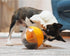 Dog Treat Ball - Food Puzzle Slow Feeder Interactive Squeaky Toys for Medium/Large Dog Breeds