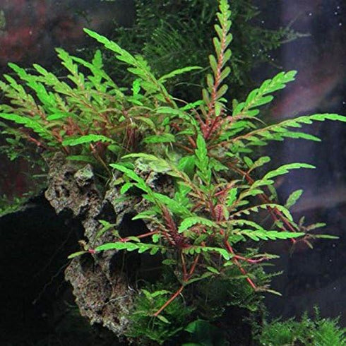 AquaLeaf Aquatics Hygrophila Pinnatifida - Easy Live Aquarium Plant