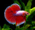 Aquatic Foods Inc. 100% 5oz Brine Shrimp Cubes, Freeze Dried Brine Shrimp for All Tropical Fish, Marine Fish, Land