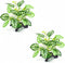 2 pcs Reptile Artificial Plants, Terrarium Decorations, Amphibian Habitat Hideout Tank Accessories