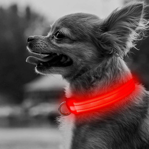 BSEEN LED Dog Collar - Rechargeable Light Up Collar for Small Dogs & Cats, Reflective Adjustable Safety Lights (Red, XS)