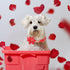 Valentine's Day Dog Collar with Flower Tie, Adjustable Pink Red Collar for Small Medium Large Dogs