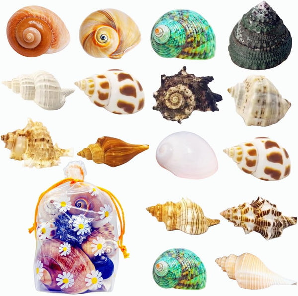 SINGEWOW 16PCS 1.6"-3.3" Natural Sea Conch Hermit Crab Shells,Growth Turbo for Large to