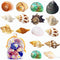 SINGEWOW 16PCS 1.6"-3.3" Natural Sea Conch Hermit Crab Shells,Growth Turbo for Large to