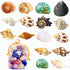 SINGEWOW 16PCS 1.6"-3.3" Natural Sea Conch Hermit Crab Shells,Growth Turbo for Large to