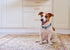 Reflective Nylon Dog Collar - Adjustable Blue Neoprene Padding for Small Dogs (Neck 9.8"-15")