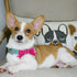 Blueberry Pet Dog Collar with Bowtie, Adjustable Neck 14.5-20", Lust Red Heart Design