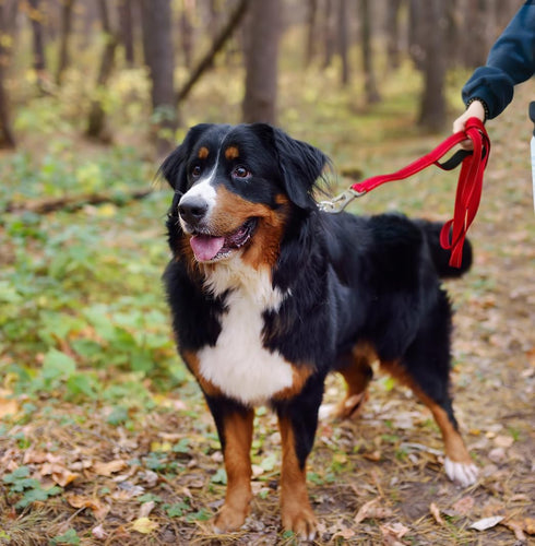 TwoEar 5FT 1IN Strong Red Dog Leash with 2 Padded Handles, Traffic Handle for Extra Control, Reflective Walking Lead.