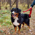 TwoEar 5FT 1IN Strong Red Dog Leash with 2 Padded Handles, Traffic Handle for Extra Control, Reflective Walking Lead.