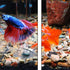 APGLSXY Stylish Leaf Design Acrylic Feeder Bowl for Shrimp Crabs and Small Fishtanks Pet