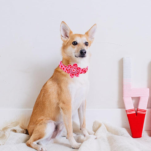 Lionheart glory Valentine's Day Dog Collar with Flower, Hearts Design for X-Small Dogs, Spring Puppy Collar
