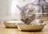 Stainless Steel Cat Bowls - Whisker Fatigue Relief Cat Food Dish, Metal Shallow Wide Plate for Pets