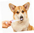 2pcs FOMIYES Pet Electric Toothbrush Acoustic Electric Brush Gentle Gums Travel Friendly Random Color