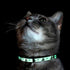 Pawtitas Pet Glow In The Dark Cat Collar with Safety Buckle and Bell, Green Hook