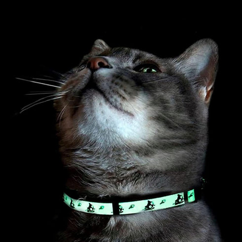 Pawtitas Glow In The Dark Cat Collar, Purple Lucky, with Safety Buckle and Bell