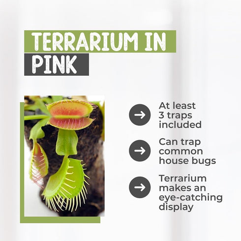 Store 4.5" Venus Fly Trap Live Plant with Pink Terrarium + Carnivorous Plants Food Bundle with Feeding Tweezers