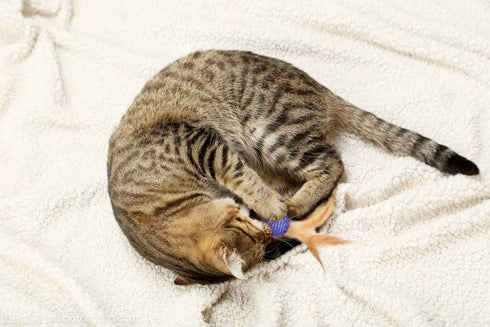 10Pcs Colorful Rainbow Flutter Balls with Feather and Bells for Indoor Outdoor Kitty Kitten Interactive Play
