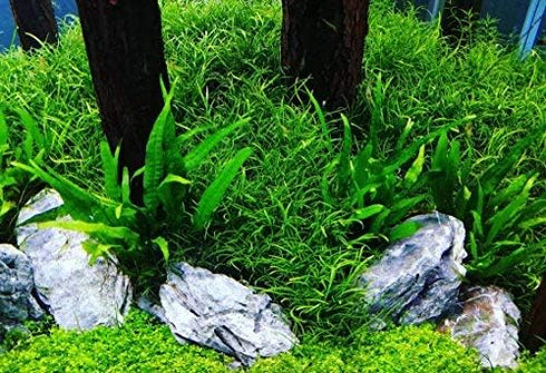 Tall Java Fern Live Aquarium Plant - Microsorum Pteropus for Freshwater Tanks