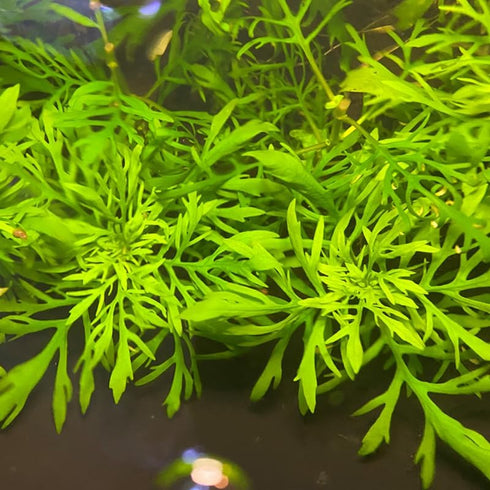 5-7 Water Wisteria Aquarium Live Plant Stems, Water Wisteria Live Aquatic Plants for Freshwater Aquarium, Live Aquarium
