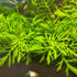 5-7 Water Wisteria Aquarium Live Plant Stems, Water Wisteria Live Aquatic Plants for Freshwater Aquarium, Live Aquarium