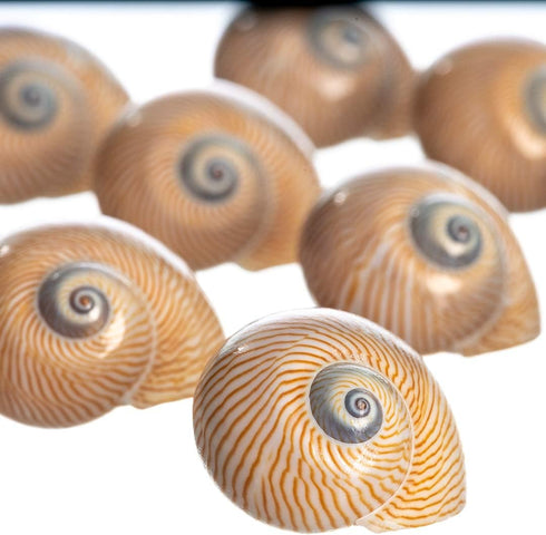 12 3/4"- 1.5" Hermit Crab Shells | Turbo Shells | Natica Lineata Shells | Hermit Crab House for Dcor | Plus Free