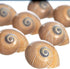 12 3/4"- 1.5" Hermit Crab Shells | Turbo Shells | Natica Lineata Shells | Hermit Crab House for Dcor | Plus Free