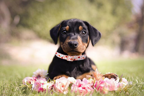 Lionet Paws Dog Collar, Adjustable Cute Collar with Metal Buckle for Male Female Puppies, Summer Flower (Medium, Neck