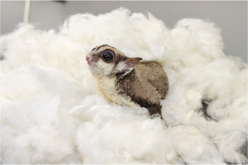 All-Natural Nesting Material (1.5 oz.) - 100% Cotton Eco-Friendly Animal Bedding for Small Pets