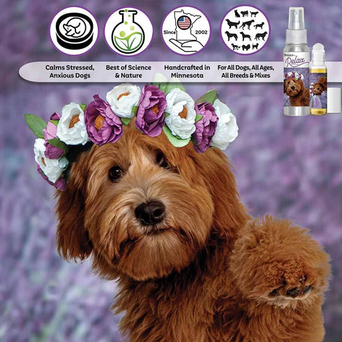 The Blissful Dog Labradoodle Relax Aromatherapy Spray for Your Dog's Anxiety